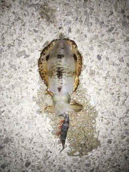 アオリイカ2杯のみ