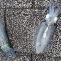 寄り道エギング