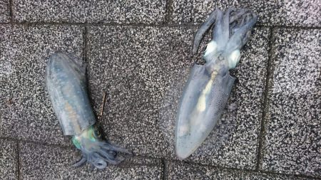 寄り道エギング