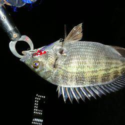 淀川キビレ2017年10月