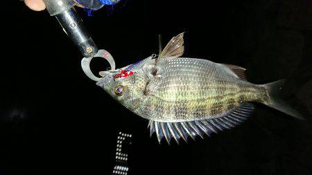 淀川キビレ2017年10月