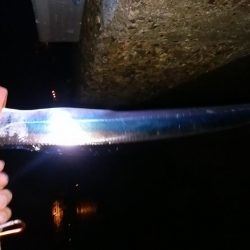 タチウオ　初ツヌケ