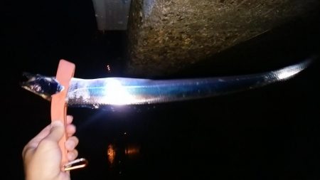 タチウオ　初ツヌケ