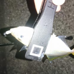 ちょい渋アジング