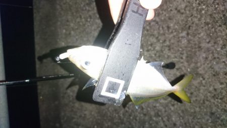 ちょい渋アジング