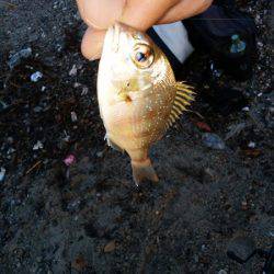 キスがいない・・・