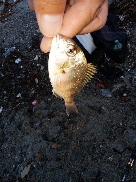 キスがいない・・・