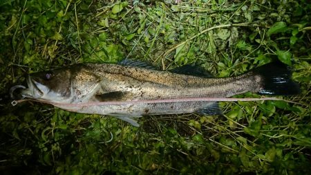 神崎川シーバス2017年10月17日