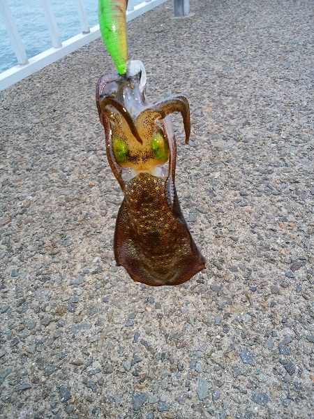 エギングは難しい・・・