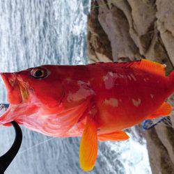 青物、根魚狙い