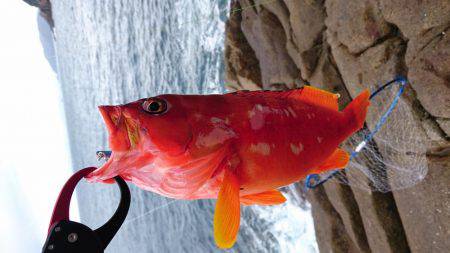 青物、根魚狙い