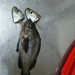 タチウオ釣れない