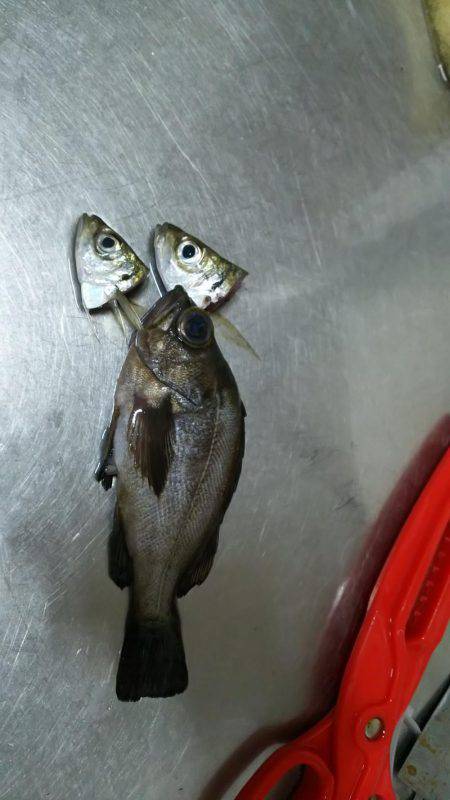 タチウオ釣れない