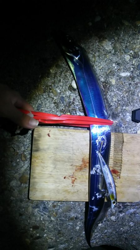 タチウオきました