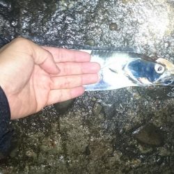 辰巳北波止にて