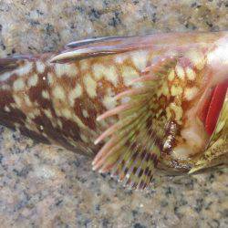 波があるときは釣れやすい！？