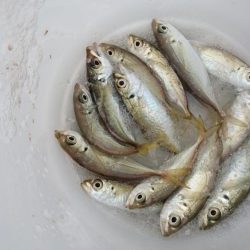 サイズダウン？