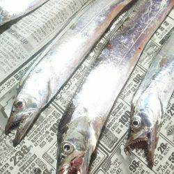 太刀魚ゲッターで一時間に６匹❗