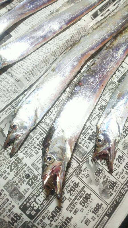 太刀魚ゲッターで一時間に６匹❗