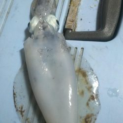 エギングぅー❗