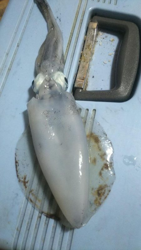 エギングぅー❗