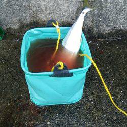 ハマチ　ヒット！