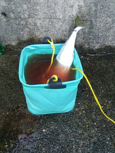 ハマチ　ヒット！