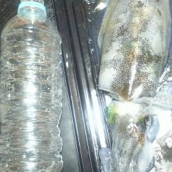 良型出ました。