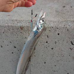 和歌山太刀魚調査