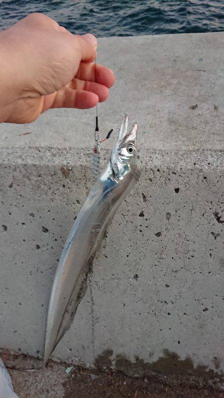 和歌山太刀魚調査