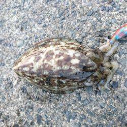 アオリイカが釣りたい!