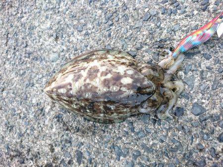 アオリイカが釣りたい!