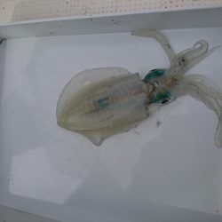 ボートエギング