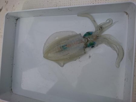 ボートエギング