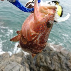 ロックフィッシュ