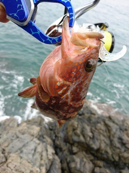 ロックフィッシュ