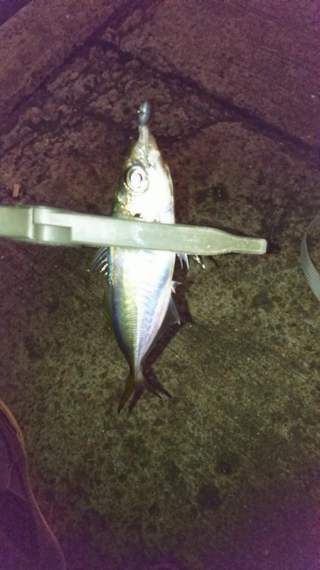 タチウオ沢山で渋かったアジング