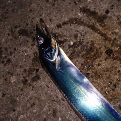 まずまず タチウオ