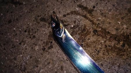 まずまず タチウオ