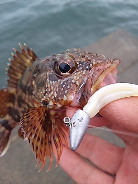 濁りか水温か腕か