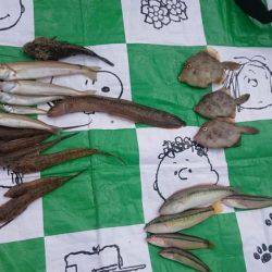 カワハギ！ダイナンギンポにオニカサゴ！