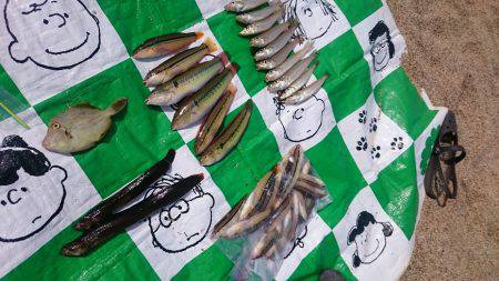 キスがボチボチ＆ボラすくい