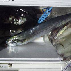 イカのちサゴシ