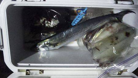 イカのちサゴシ