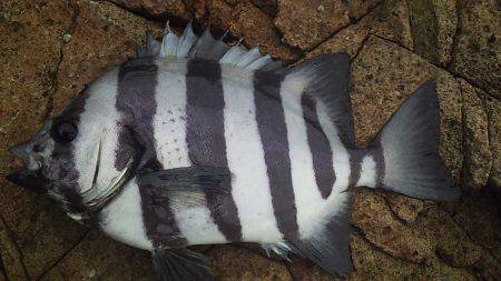 数は釣れど大きさが・・・