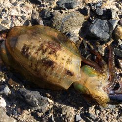 リフレッシュ釣行