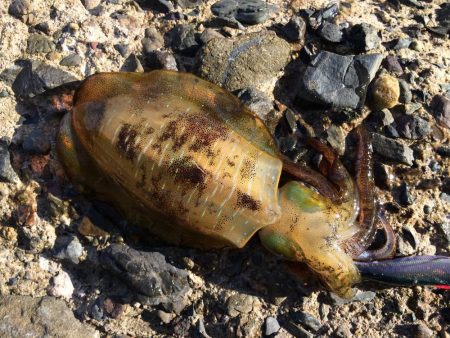 リフレッシュ釣行