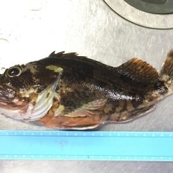 泳がせ釣りでサゴシ