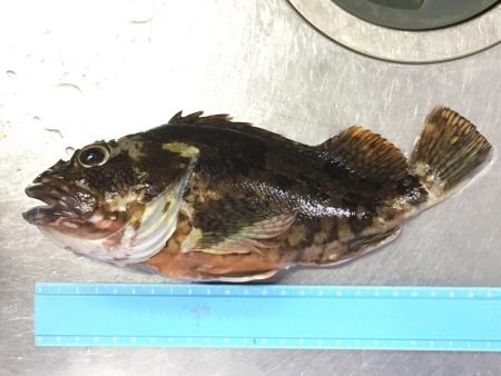 泳がせ釣りでサゴシ