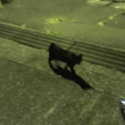 ジグでは釣れませんかそうですか